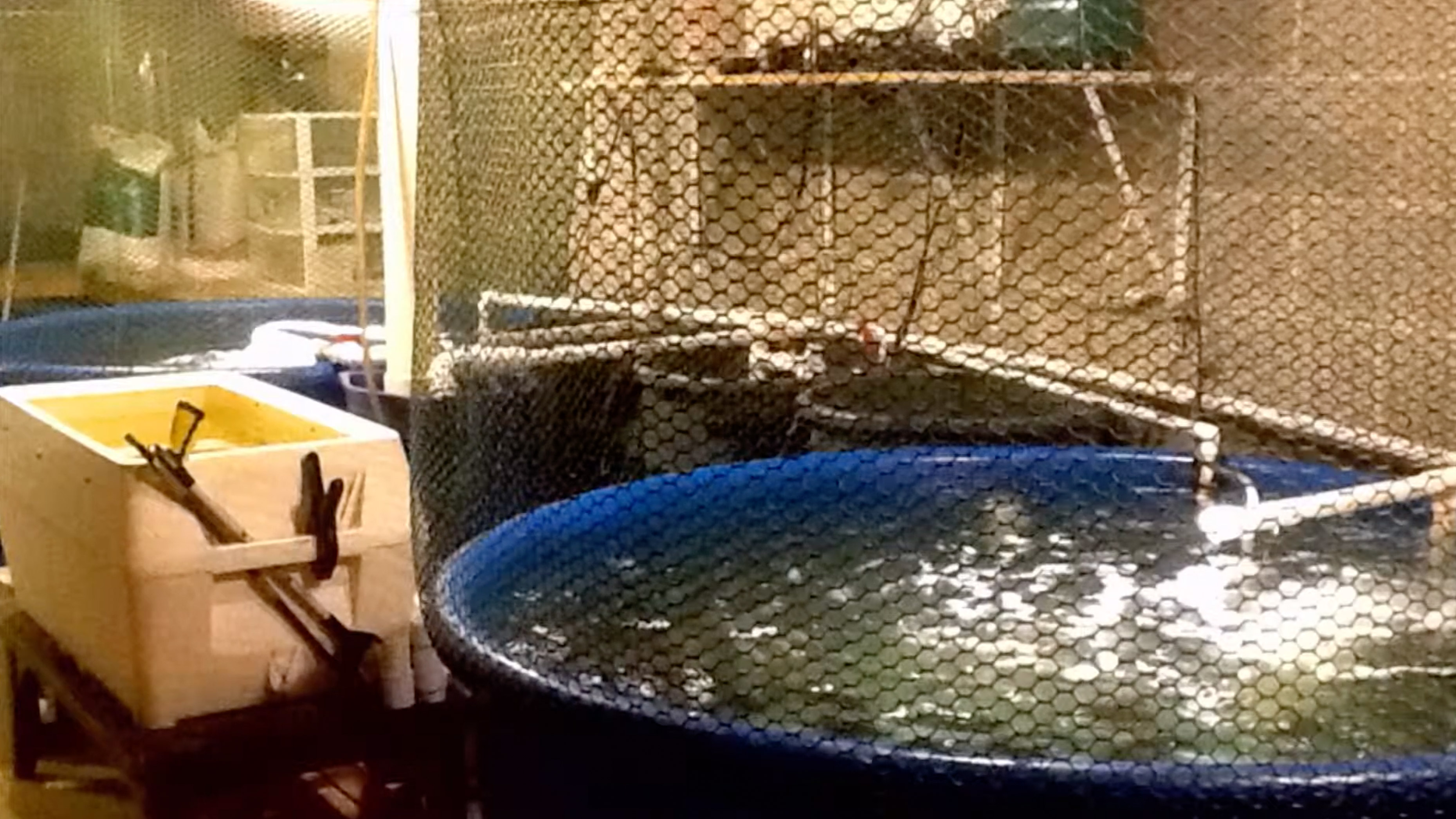 Image of fish tanks in the home basement of Ideal Fish CEO Eric Pedersen