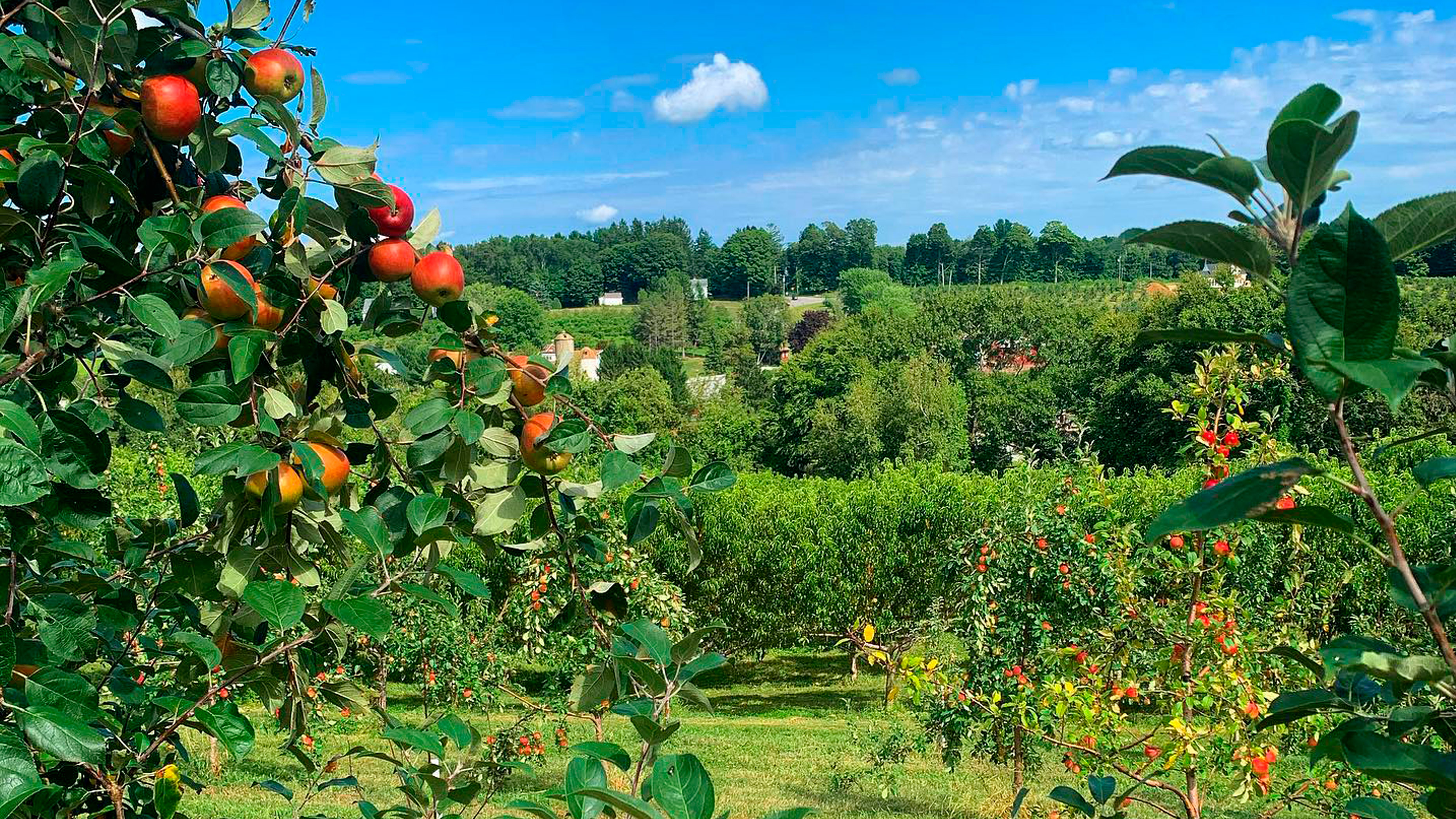 View of the orchards at March Farm in Bethlehem, Connecticut