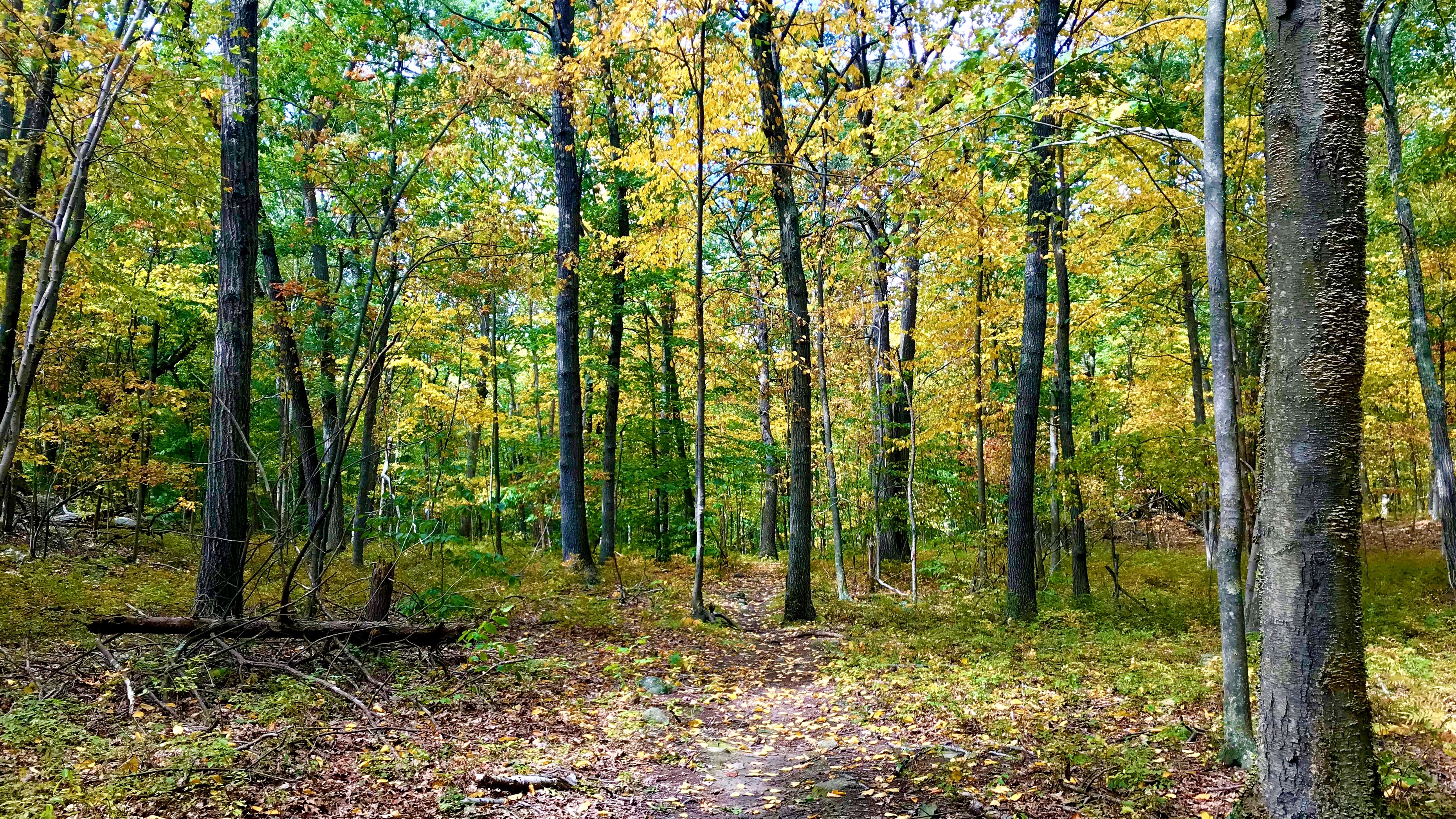 View of a walking trail in the Naugatuck State Forest