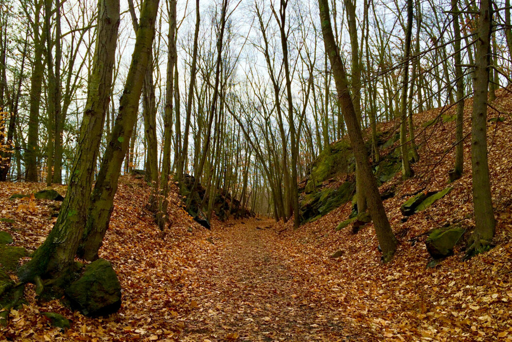 Larkin Trail at Whittemore Glen State Park in Naugatuck, CT